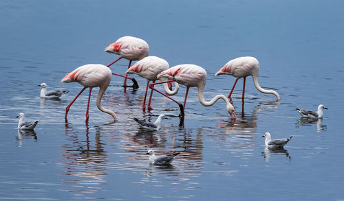 Birds in calm water