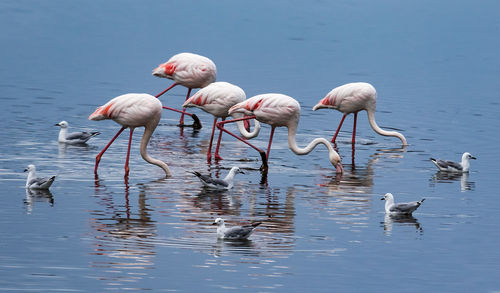 Flamingoes in seagulls in lake