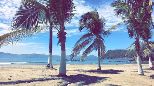 Palm trees on beach against blue sky