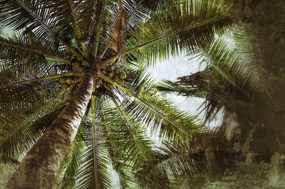 Low angle view of tree against sky