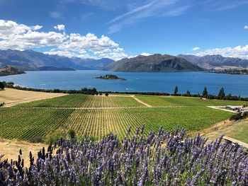 Scenic view of agricultural field by lake