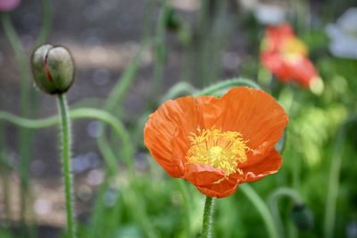 Close-up of orange poppy