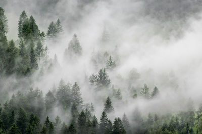 Low angle view of waterfall in forest against sky