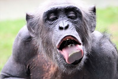 Close-up portrait of a monkey