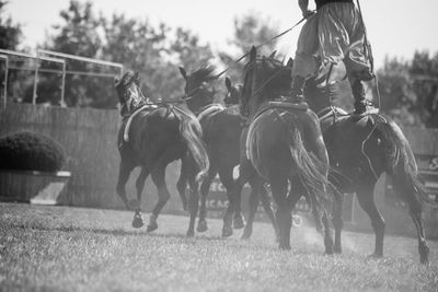 Tradition and horse rideing