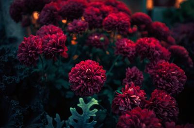 Close-up of red flower