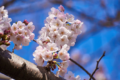 Close-up of cherry blossoms on tree