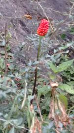 Close-up of red flowers