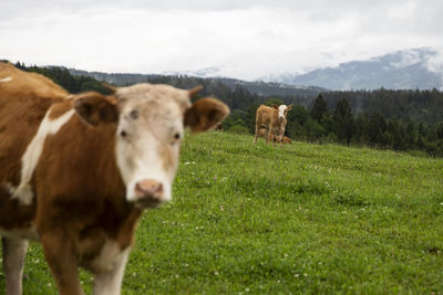 Cows standing in a field