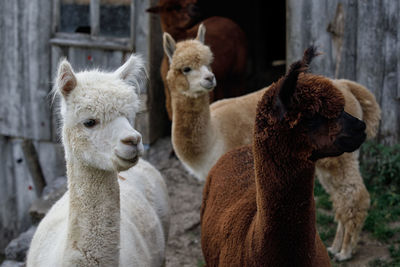 Alpacas looking away