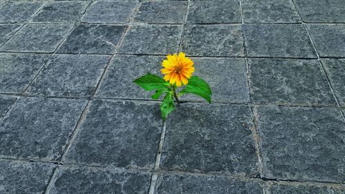 High angle view of yellow flower on footpath