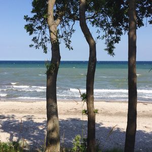 Trees on beach