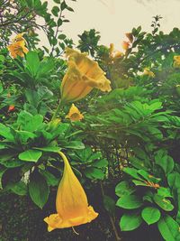 Close-up of yellow flowers