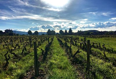 Scenic view of agricultural field against sky