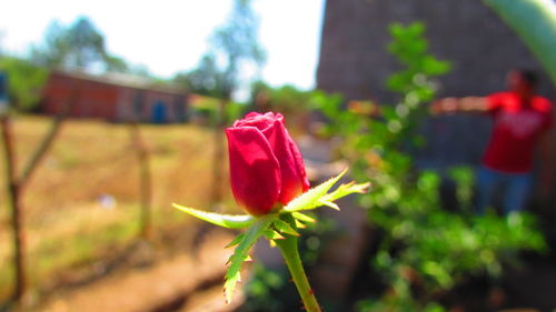 Close-up of pink rose