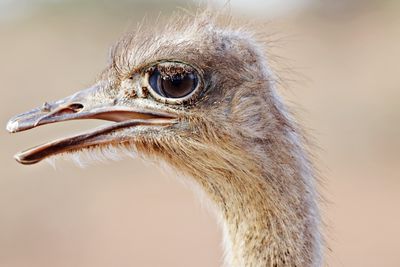 Close up on ostrich head