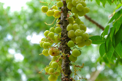 Close-up of fruit growing in vineyard