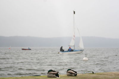 Ducks on pier by sea against sky