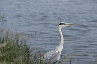 View of a bird in lake