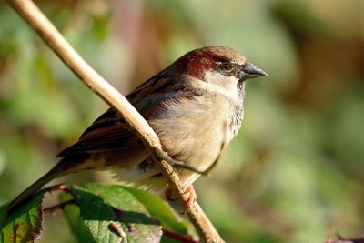 Close-up of sparrow perching on plant