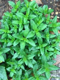 High angle view of fresh green plant