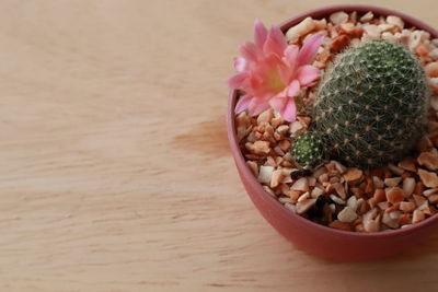 High angle view of potted plants in bowl on table