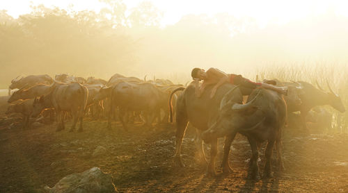 Horses in land