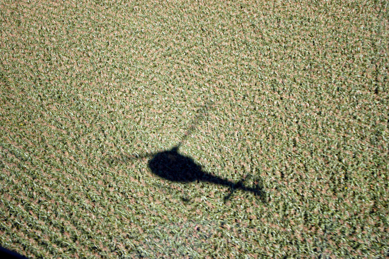 HIGH ANGLE VIEW OF SHADOW ON SUNLIGHT FALLING ON LAWN