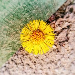 Directly above shot of yellow flowering plant
