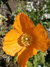 Close-up of orange flower blooming outdoors