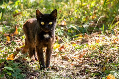 Portrait of a black cat on field