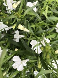 Close-up of white flowering plants