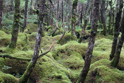 Trees in forest