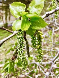 Close-up of green leaves on tree