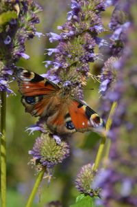 Close-up of butterfly pollinating on purple flower