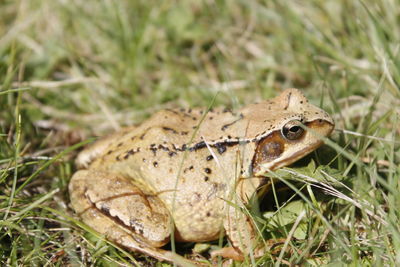 Close-up of lizard on field