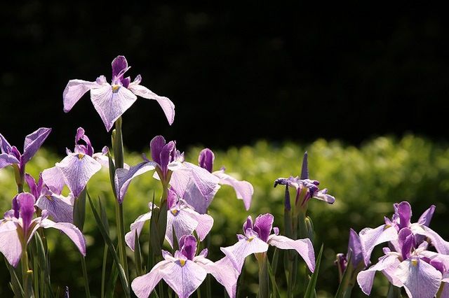 CLOSE-UP OF PLANTS