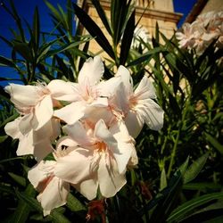 Close-up of white flowers blooming outdoors