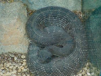 High angle view of lizard on wall