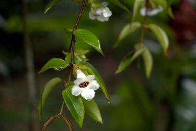 Close-up of white flowers on plant