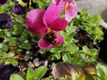 Close-up of bee pollinating on purple flower