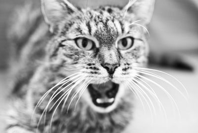 Close-up of tabby cat