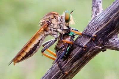 Close-up of dragonfly on wood