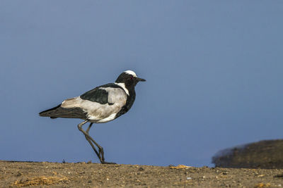 Seagull perching on a land