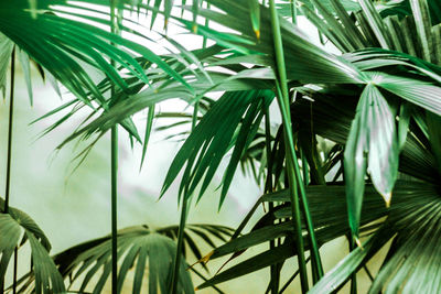 Close-up of palm leaves