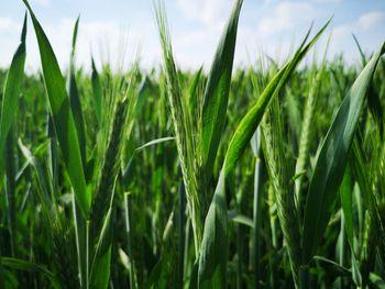 Close-up of crops growing on field against sky