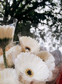 Close-up of white rose on glass