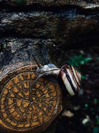 Close-up of snail on rock