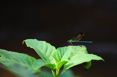 Close-up of damselfly on plant