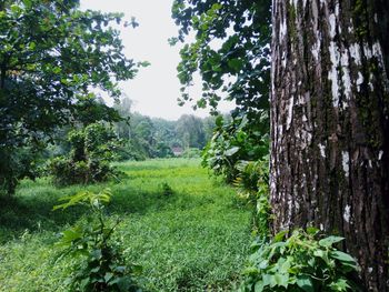 Trees growing in forest